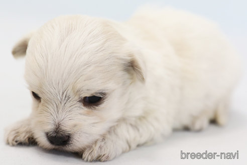 成約済の神奈川県のマルチーズ-296601の3枚目